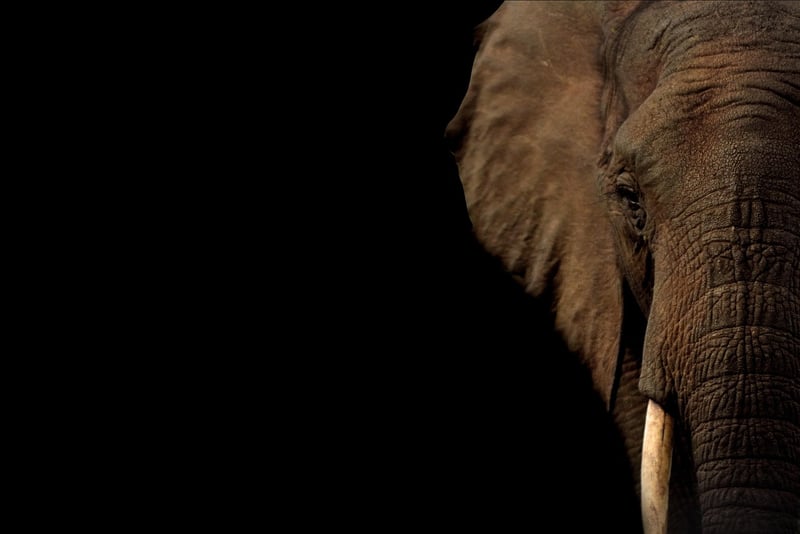 Elephant family in the jungle